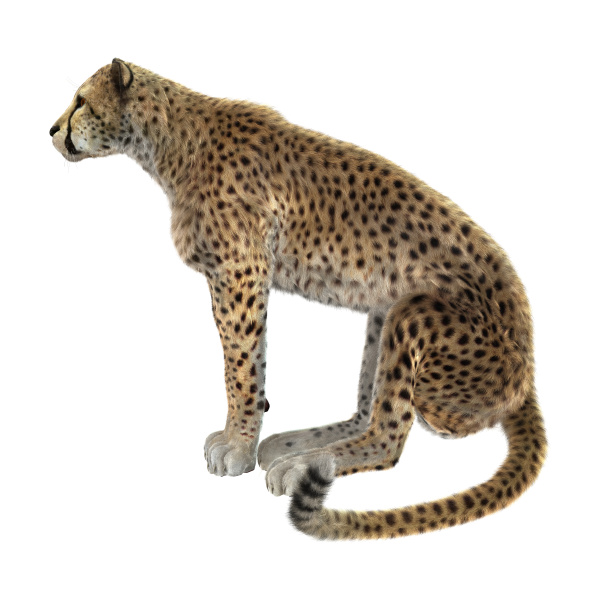 3d rendering big cat cheetah auf