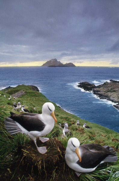 schwarzbrauen albatros paar thalassarche melanophrys south