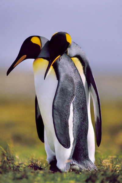 king pinguine courting aptenodytes patagonicus south