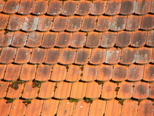 red tile roof mit alga und