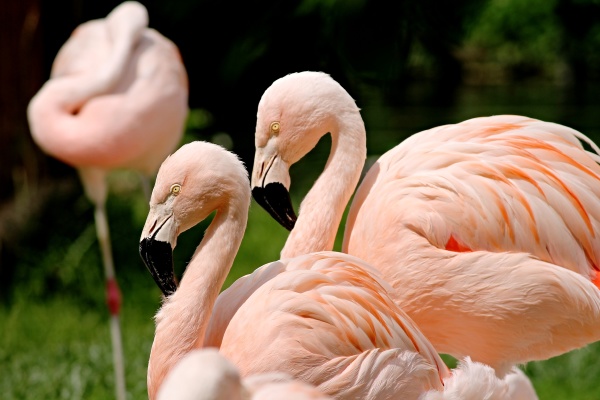 rosa flamingos in einer gruppe