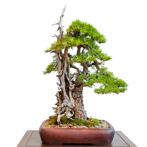 Alte Lärche Nadelbaum mit Totholz als Bonsai Baum Lizenzfreies Bild