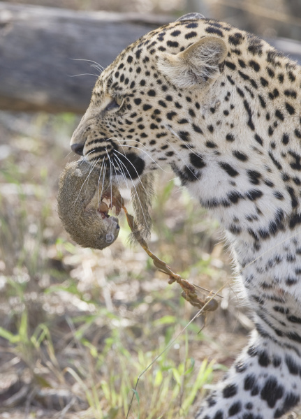 leopard mit nahrung im mund groesserer