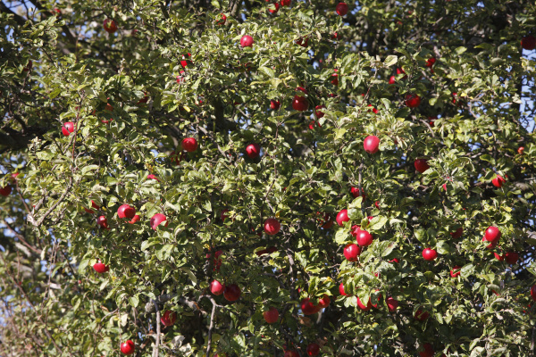 reife apfel apfelbaum