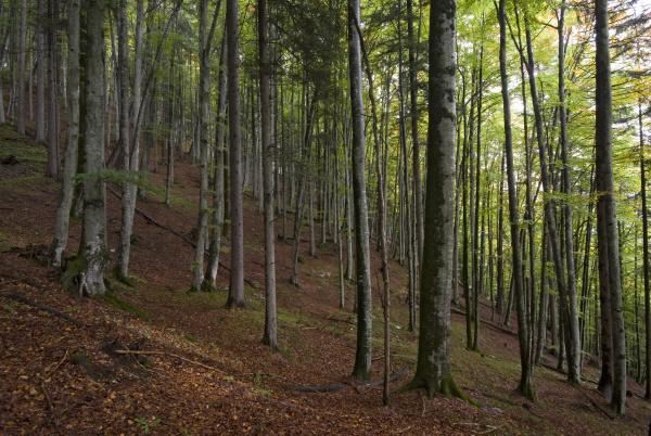 buchenwald fagus im vomperloch