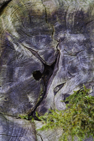 moos und strukturen in altholz