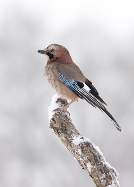 eichelhaher garrulus glandarius