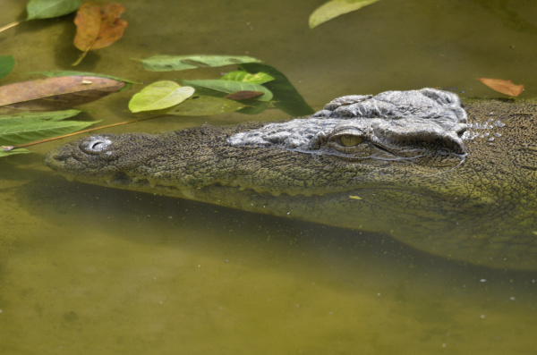 nilkrokodil crocodylus niloticus im