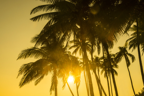 palmen im gegenlicht sonnenuntergang