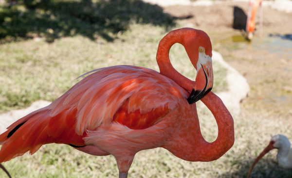rosa karibische nbiss flamingo phoenicopterus ruber