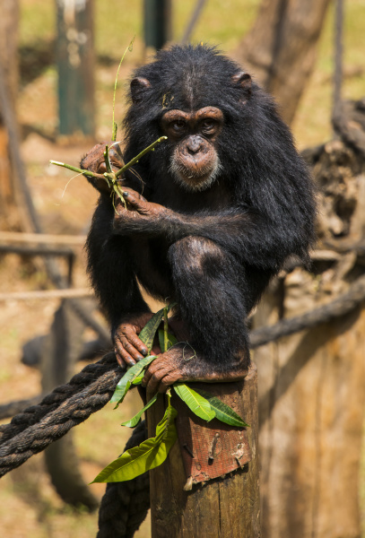schimpansenwaisen im tacugama schimpansen heiligtum sierra