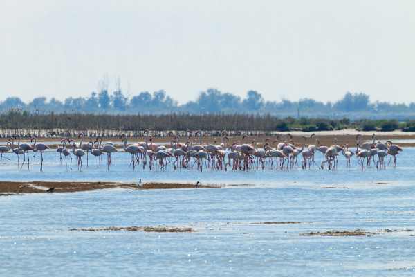 flock von rosa flamingos po