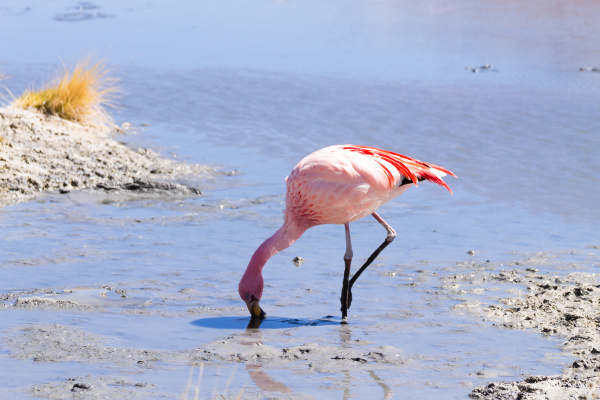 laguna hedionda flamingos bolivien