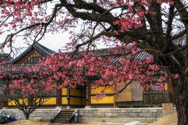 tongdosa tempel und pflaume blossom
