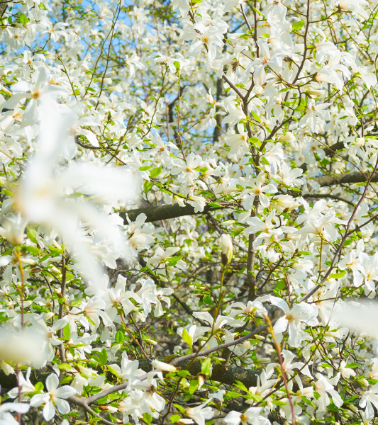 weisse blueten magnolienbaumblueten