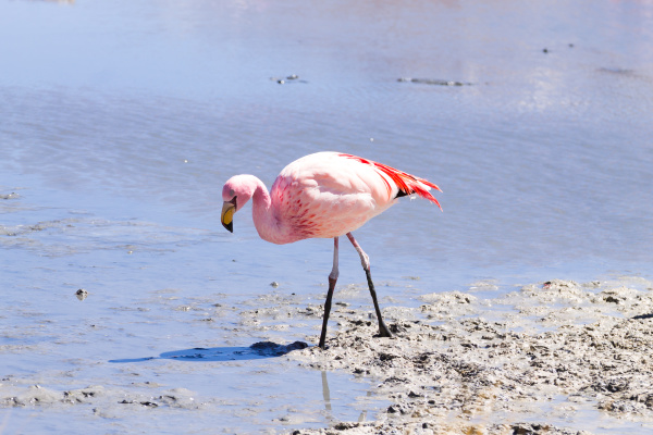 laguna hedionda flamingos bolivien