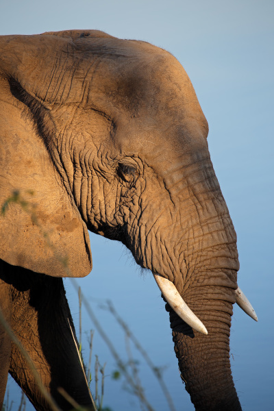 afrikanisches elefantenportraet