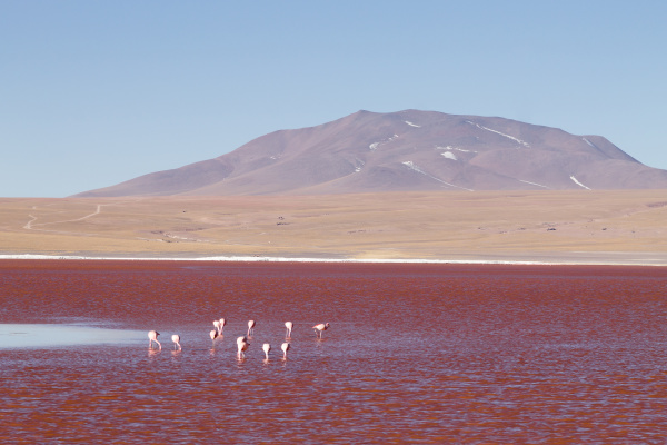 laguna colorada flamingos bolivien