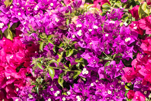 Lila und rosa Bougainvillea spectabilis Paperflower - Lizenzfreies Foto  #27023428 | Bildagentur PantherMedia