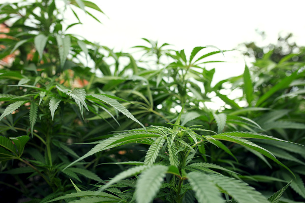 grosse bluehende marihuana pflanze medizinische
