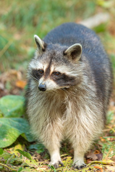 Waschbr Procyon Lotor - Lizenzpflichtiges Bild #27275298 | Bildagentur