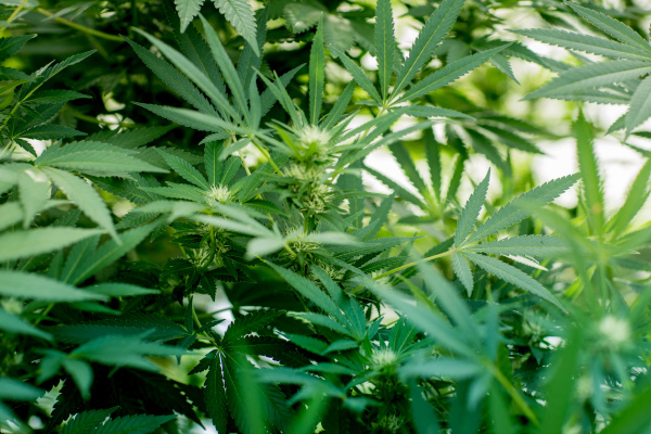 nahaufnahme von gruenem marihuana cannabispflanzen