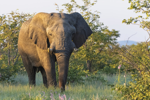 namibia etosha nationalpark afrikanischer elefant bei