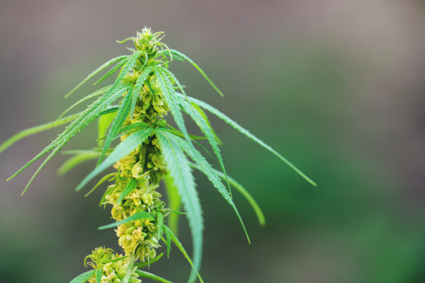 nahaufnahme maennlicher cannabispflanzenpollensaecke