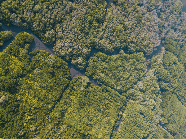indonesien bali sanur luftaufnahme des mangrovenwaldes