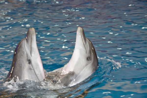 zwei tanzende delfine