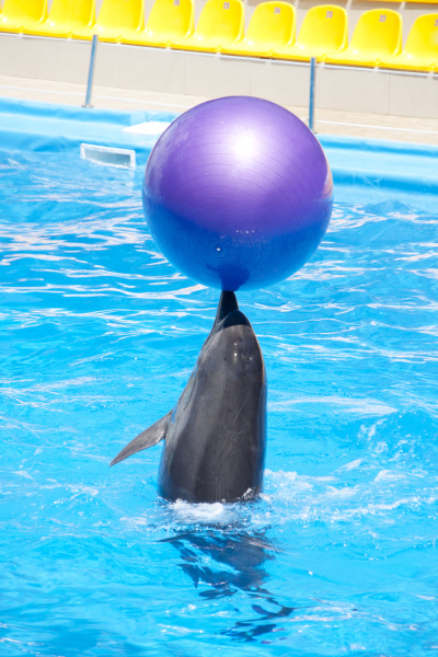 tanzender delphin