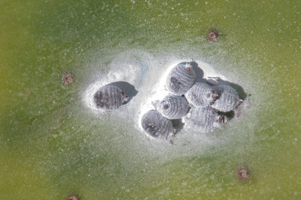 weibchen cochineal dactylopius coccus auf einem