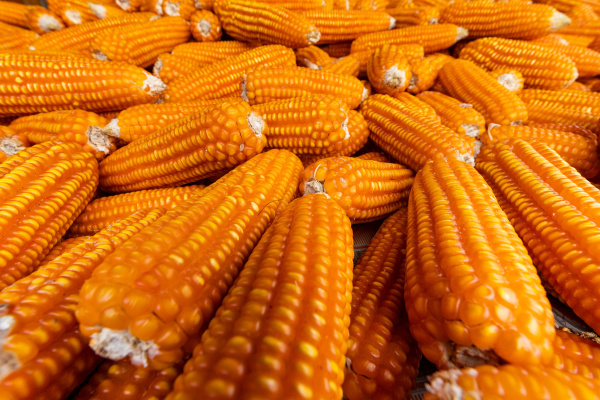 harvest-of-corn-on-the-cob-lizenzfreies-foto-28270436-bildagentur