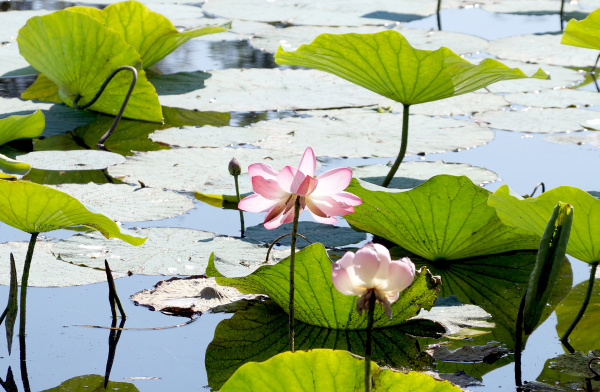lotusblumen in einem UEberschwemmungsgebiet der wolga