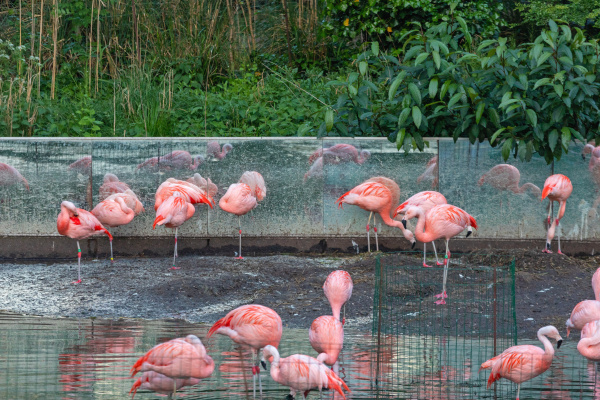 rosa flamingo voegel