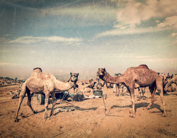 kamele in pushkar mela rajasthan indien