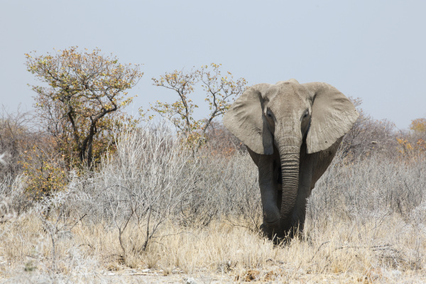 elefant in der savanne in namibia