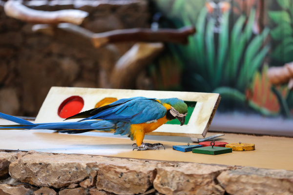 zirkusshows von papageien auf fuerteventura kanarische