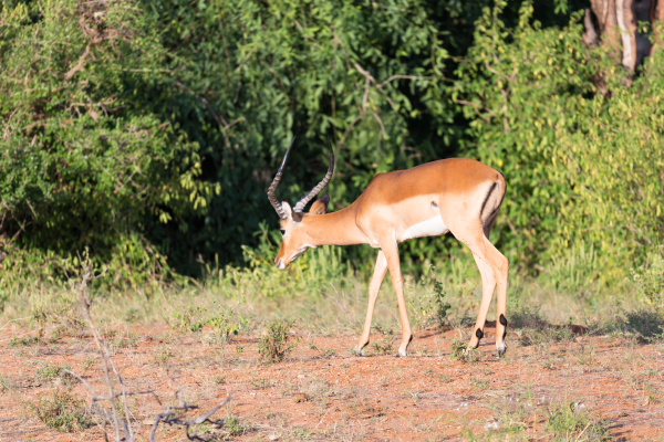 die impala gazellen grasten in der
