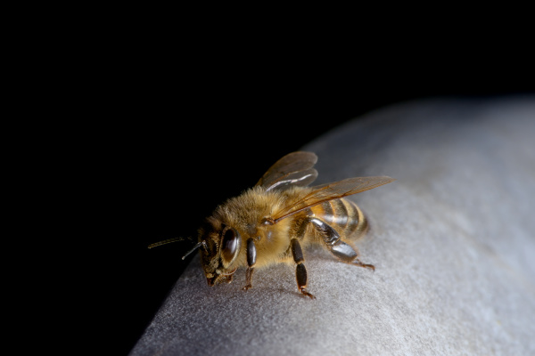 1 ruhende honigbiene