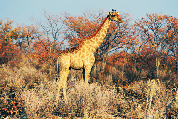 afrikanische giraffen im etosha nationalpark in