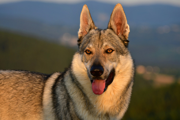portraet eines tschechoslowakischen wolfshundes