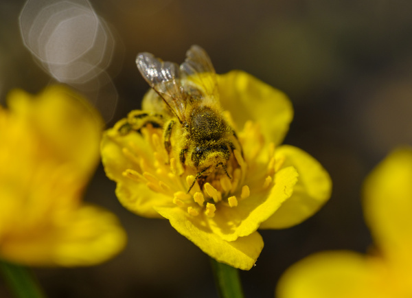 honigbiene apis mellifera mit