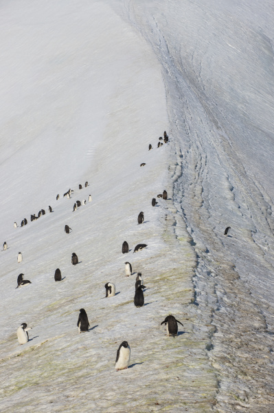 pinguinkolonie in hope bay