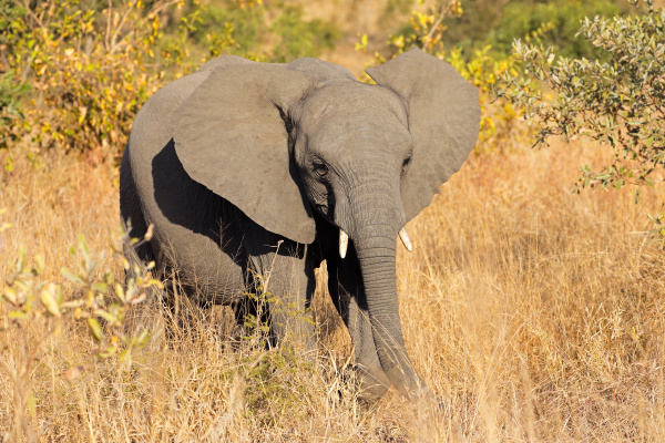 junger afrikanischer elefant in natuerlichem lebensraum