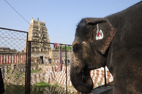 indischer elefant in hampi indien