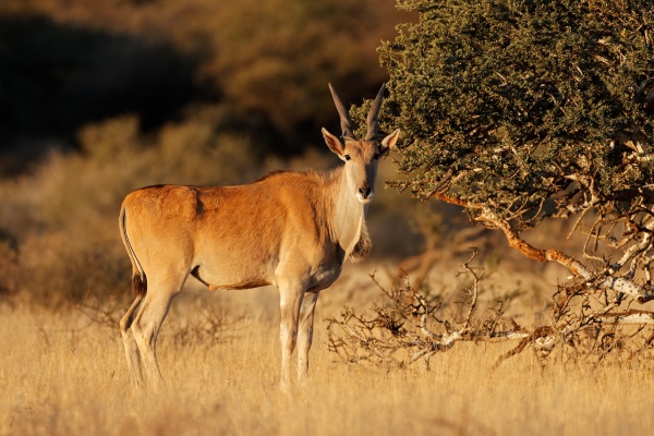 eland antilope im natuerlichen lebensraum