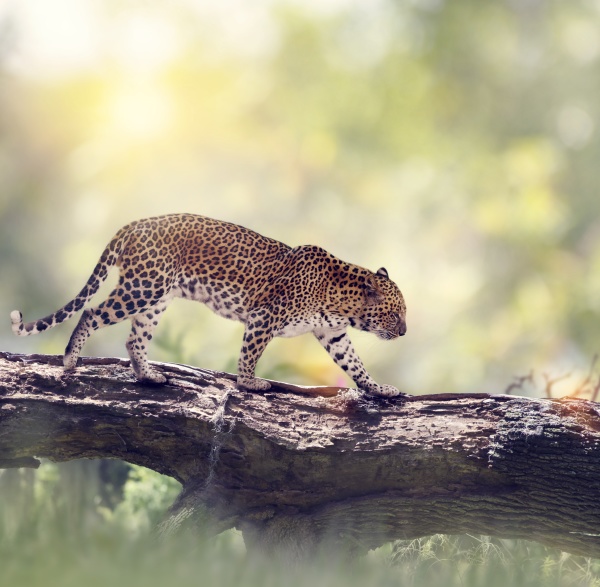 leopard beim wandern im wald