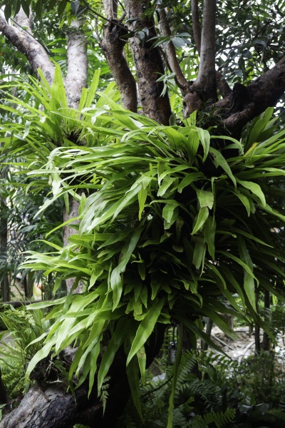 gruene pflanzen im tropischen garten
