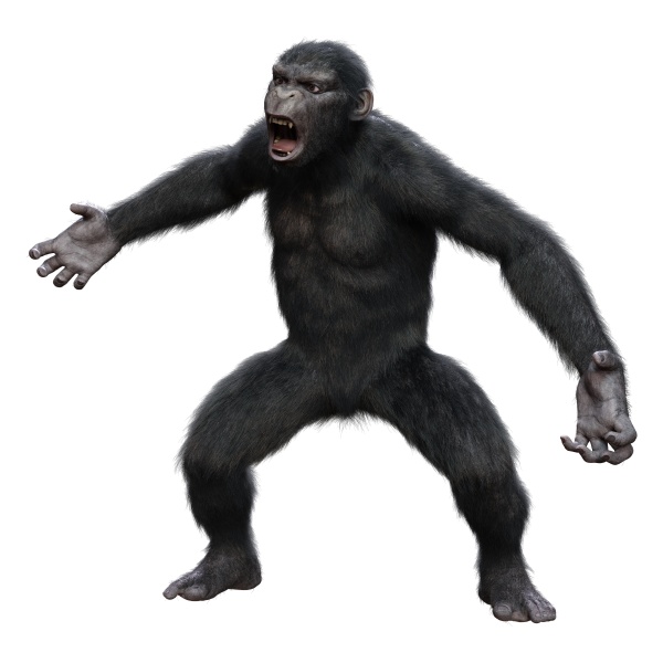 3d rendering schimpanse auf weiss